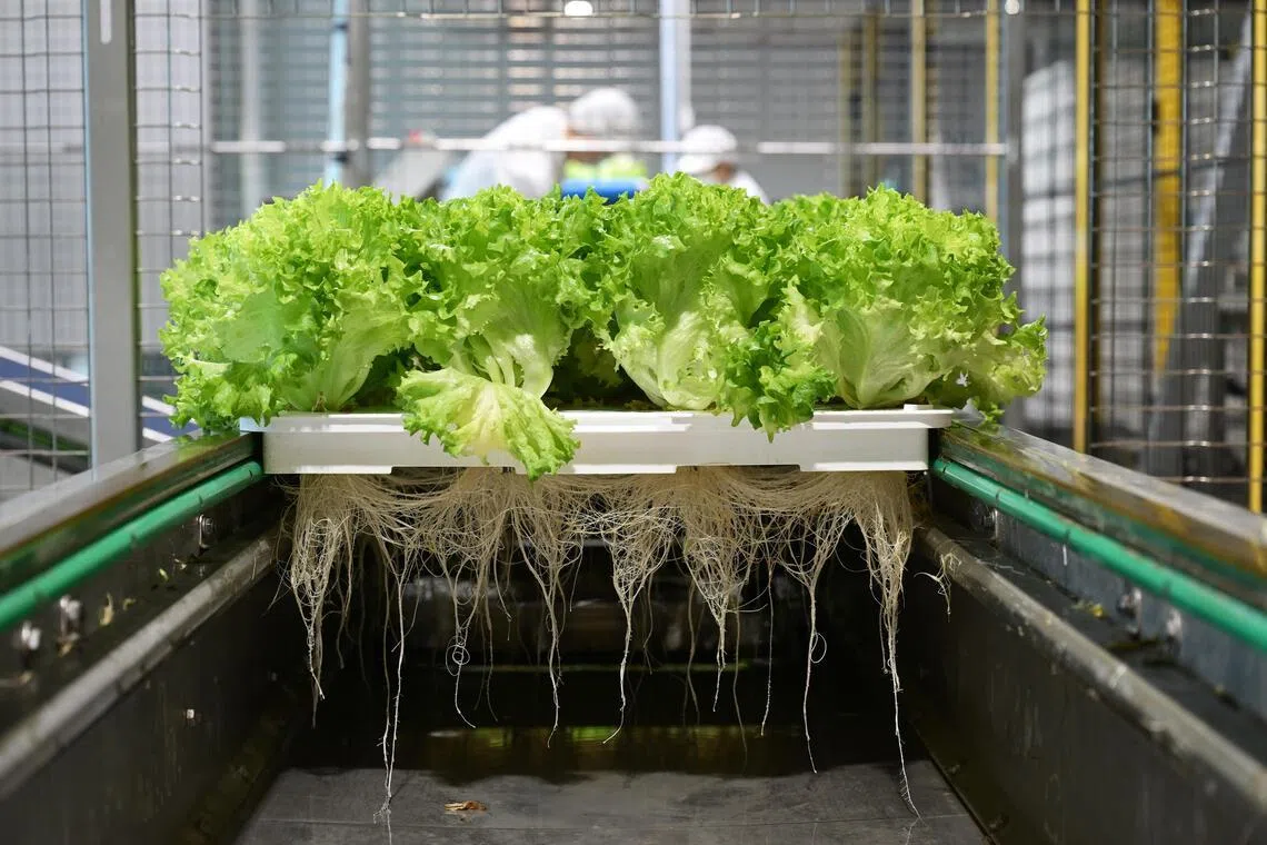 Singapore farms can apply to diversify to meet production targets from Sept 1: SFA
