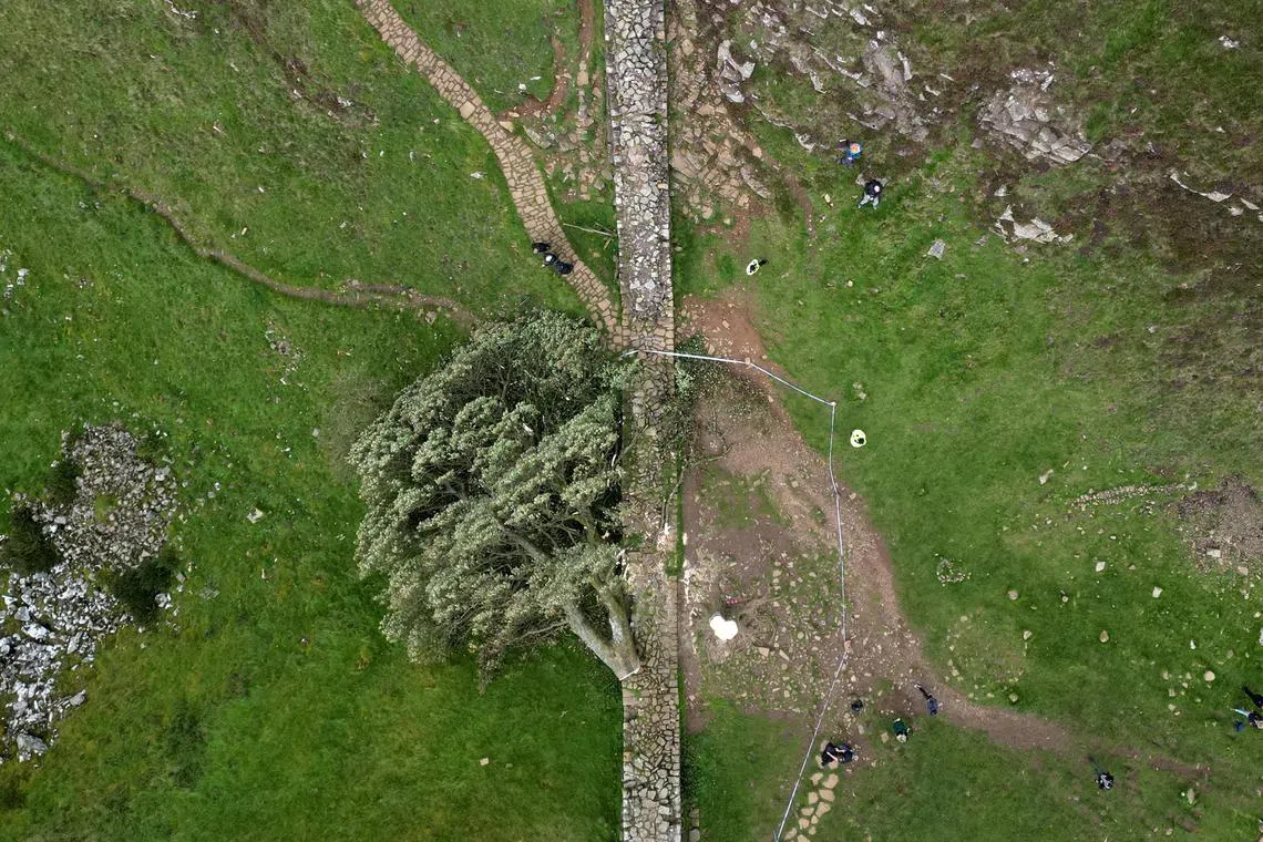 Efforts are under way to see if it can be regrown from its stump or seeds.