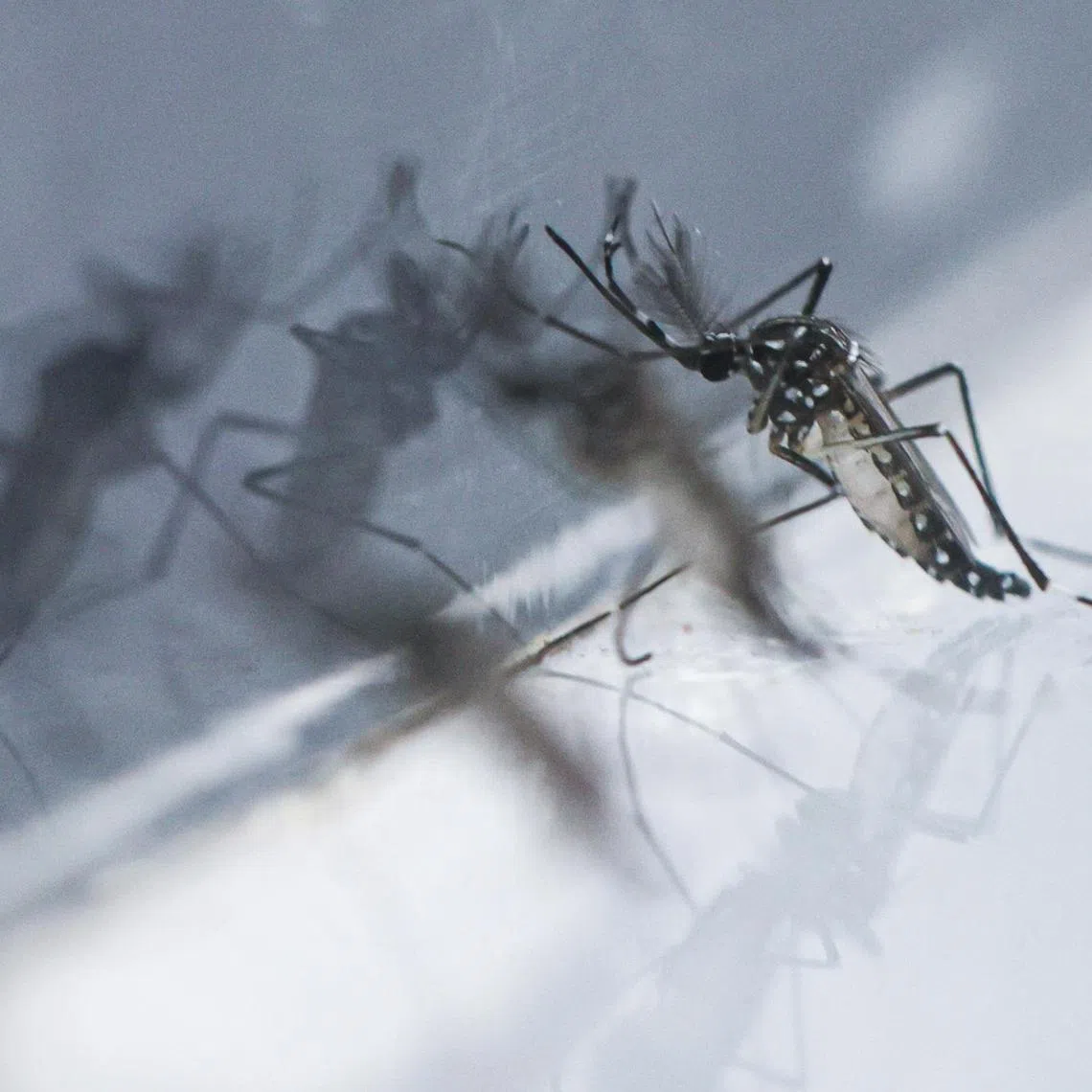 ST20240222_202467505838 : Gin Tay/ jogig10/ John Lui/
(Gig economy series )
Closed up of male Wolbachia-Aedes mosquitoes photographed at Wolbachia mosquito breeding facility on Feb 22, 2024. 