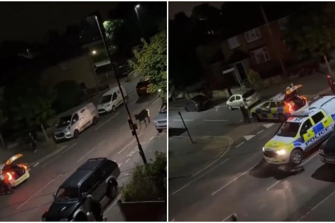 Images showed a police car hitting the animal twice. The cow ended up with its head and upper body trapped under the police car. 