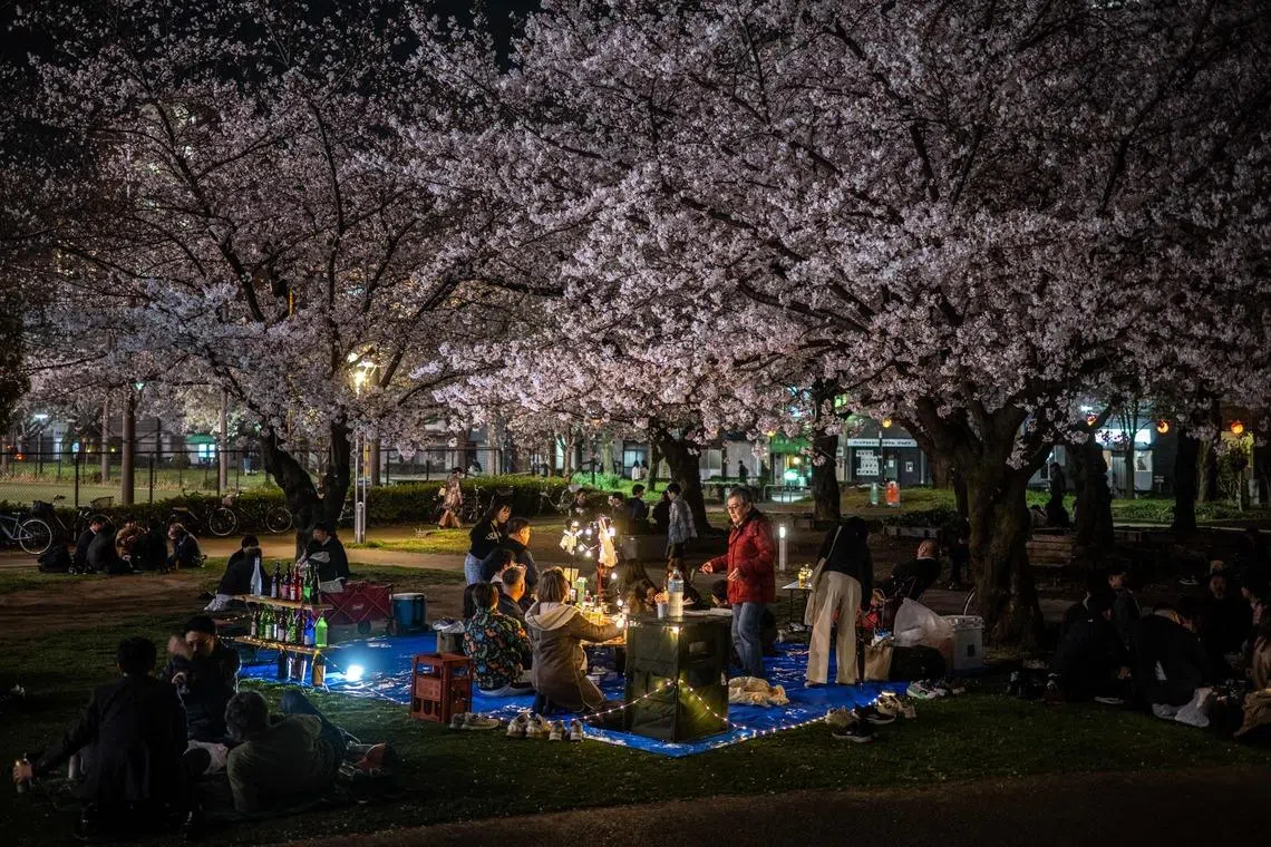 People gather for cherry blossom viewing, also known as "hanami", at Kinshi Park in Tokyo, Japan on March 30, 2026. 