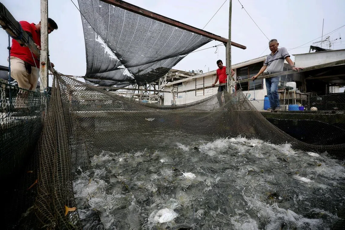 Smith Marine founder Ong Jong Yang (right) observing a net of pompano, also known as golden pomfret.