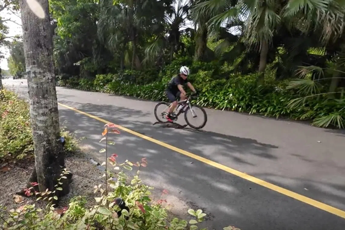 A large monitor lizard attempting to cross a road was hit by a cyclist at Gardens by the Bay on Feb 11.
