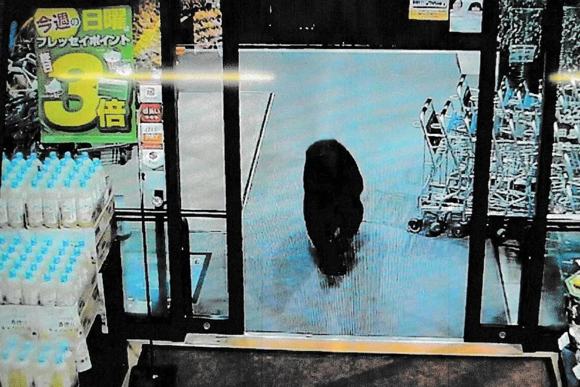 CCTV camera footage of a bear walking inside a supermarket in Numata, Gunma prefecture. Bears have killed a record nine people in Japan this year, the highest since 2006 when the survey started.