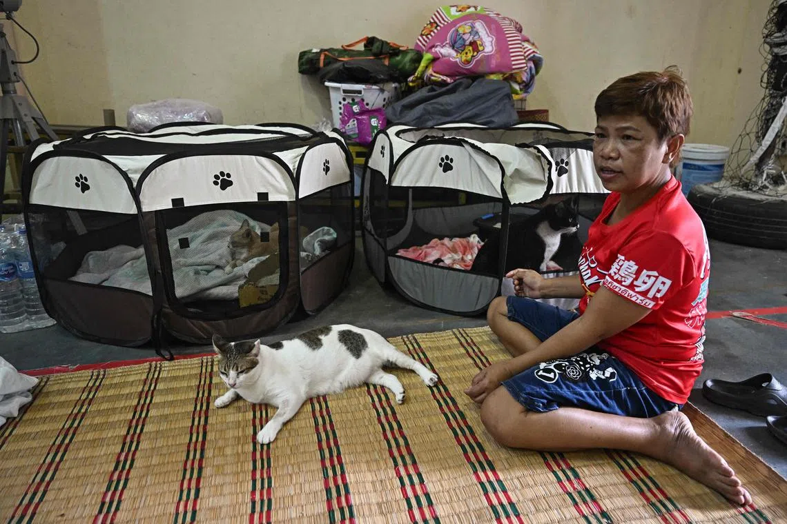 Pornpan Sooksai sits with her cats as they take shelter in a gymnasium on the grounds of Surindra Rajabhat University in the Thai border province of Surin on July 25, 2025. More than 100,000 people have fled the bloodiest border fighting between Thailand and Cambodia in a decade, Bangkok said on July 25, as the death toll rose rises and international powers urged a halt to hostilities. (Photo by Lillian SUWANRUMPHA / AFP)