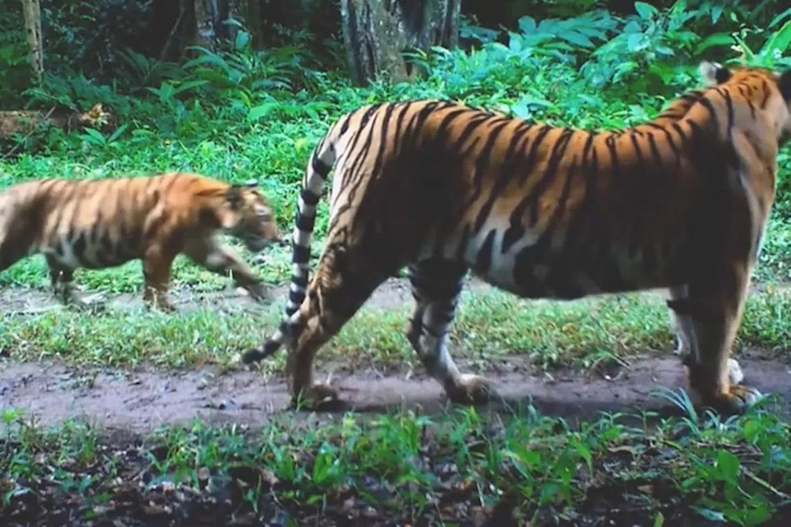 The wild tiger population in Thailand’s Western Forest Complex has increased almost fivefold, from about 40 in 2007 to between 179 and 223 in 2024.