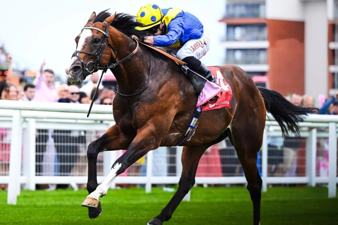 More Thunder - The William Haggas-trained More Thunder (Tom Marquand) claiming the Group 2 Hungerford Stakes (1,400m) at Newbury on Aug 16, 2025. One year later to the day, he will bid for a first Group 1 success in the Prix Jacques Le Marois (1,600m) in Deauville.

PHOTO: NEWBURY 
RACECOURSE