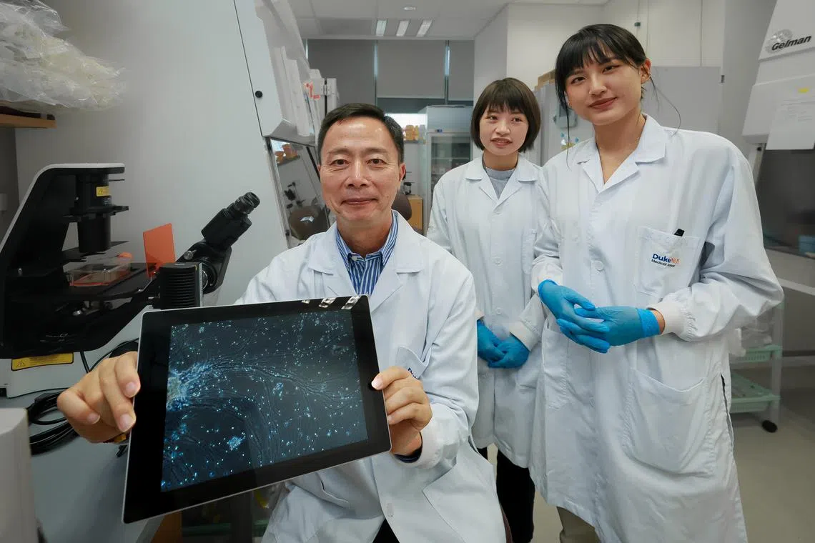 Director of the GK Goh Centre for Neuroscience Professor Zhang Suchun (left), with research fellow Yuan Fang (centre) and Duke-NUS 4th-year post-graduate student Yvonne Yen (right) with the cultivated nerve stem cells in cultivated in their laboratory.