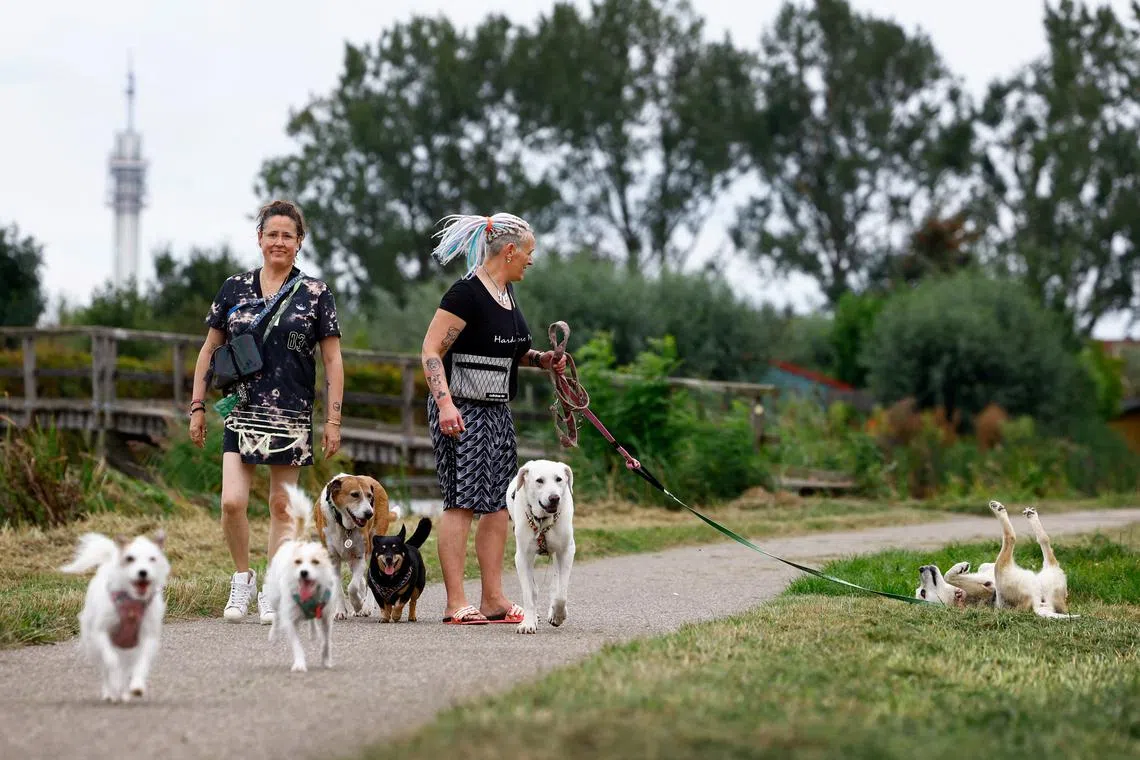 Dog Deezi from an Istanbul shelter lies on the grass during a walk with its owners Caroline and Meike in Haarlem, Netherlands September 3, 2024. Animal rights activists have found a way to protect some of Turkey's 4 million street dogs, as the Turkish government introduced a new law that is expected to reduce their swollen ranks and promote people's safety, but that the activists say, will lead to many being put down. REUTERS/Piroschka van de Wouw