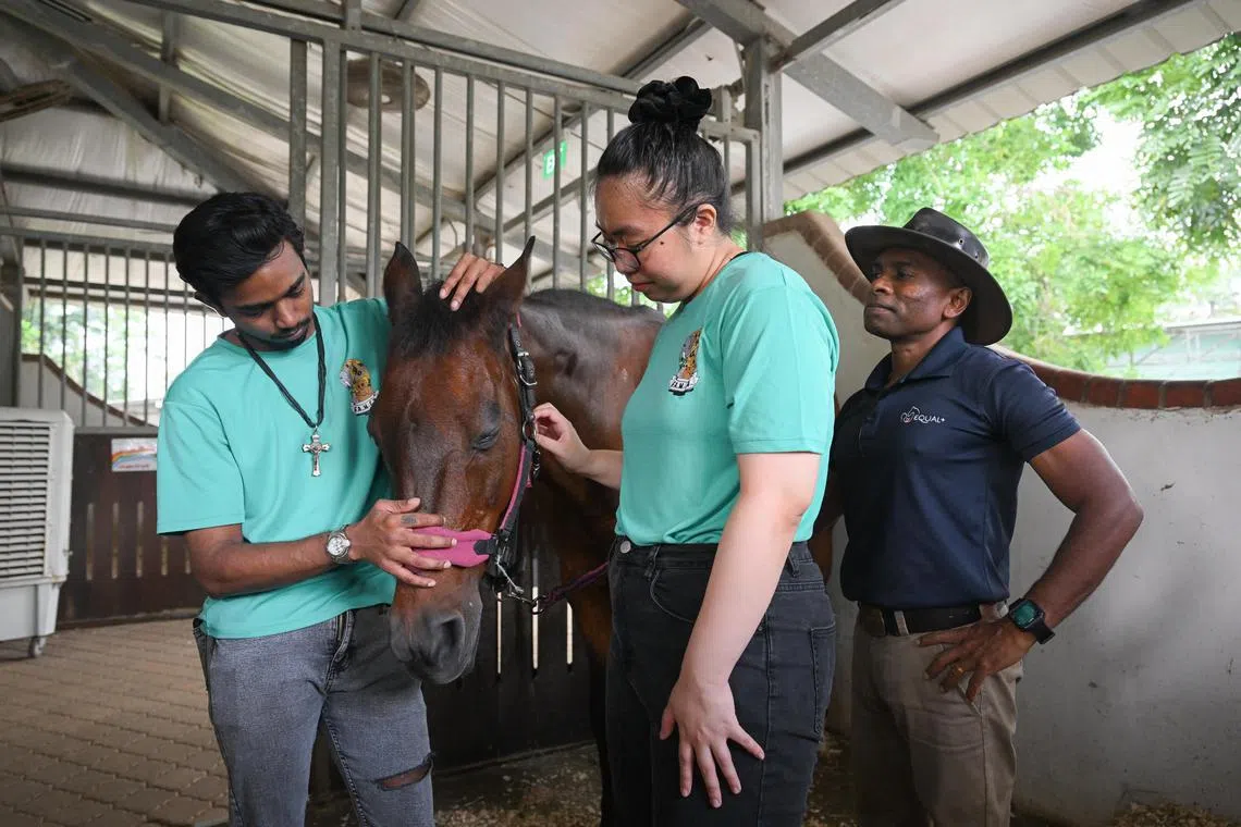 ST20241024_202455000868/thanimal27/Shintaro Tay/
Mr Emmanuel Nicholas, 19, and Ms Angel Huang, 20, with a horse at a stable at EQUAL at 100 Jalan Mashhor on Oct 24, 2024. They are guided by Mr G. Matthias, an ex-jockey who is now a equine trainer at EQUAL.
