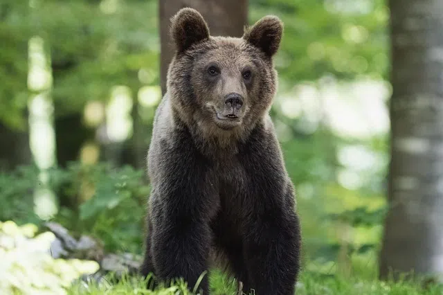 Delivery companies in Japan, such as Yamato Transport and Sagawa Express, are taking extra steps to protect drivers amid the spate of bear sightings and attacks.