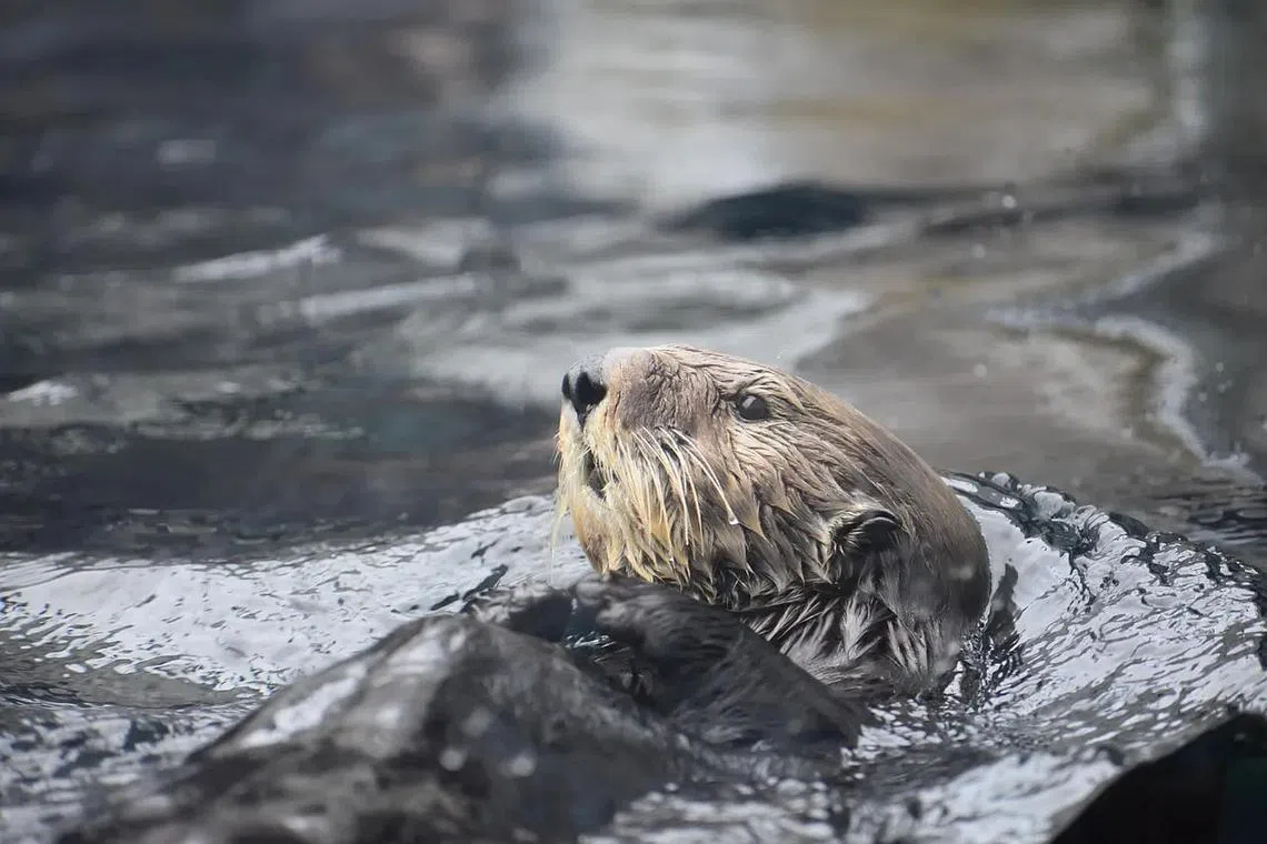 Sea otters were listed as endangered by the International Union for Conservation of Nature in 2000.