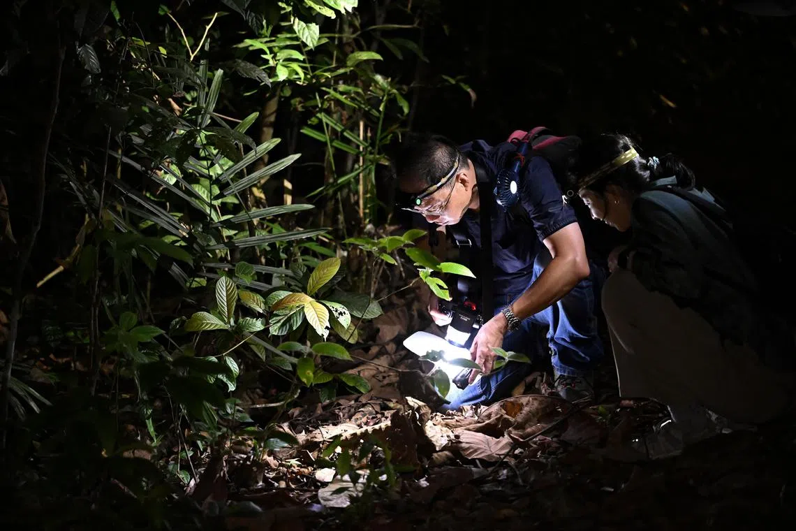 ST20230421-202358746958-Lim Yaohui-Ang Qing-aqspider/
Chris Ang looking at spiders with journalist Gena Soh during spider walk with Joseph Koh, Chris Ang and Paul Ng at Mandai Road Track 7 on Apr 21, 2023.
Feature on nocturnal spiders.
(ST PHOTO: LIM YAOHUI)