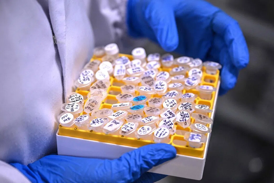 This photograph taken on January 29, 2026 shows a researcher carrying samples at the vaccine laboratory of Panacea Biotec, a pharmaceutical company in New Delhi. As dengue surges globally, an Indian vaccine candidate has entered the final stage of testing, raising hopes for one of the world's first single-dose shots against the deadly mosquito-borne disease. (Photo by Arun SANKAR / AFP)