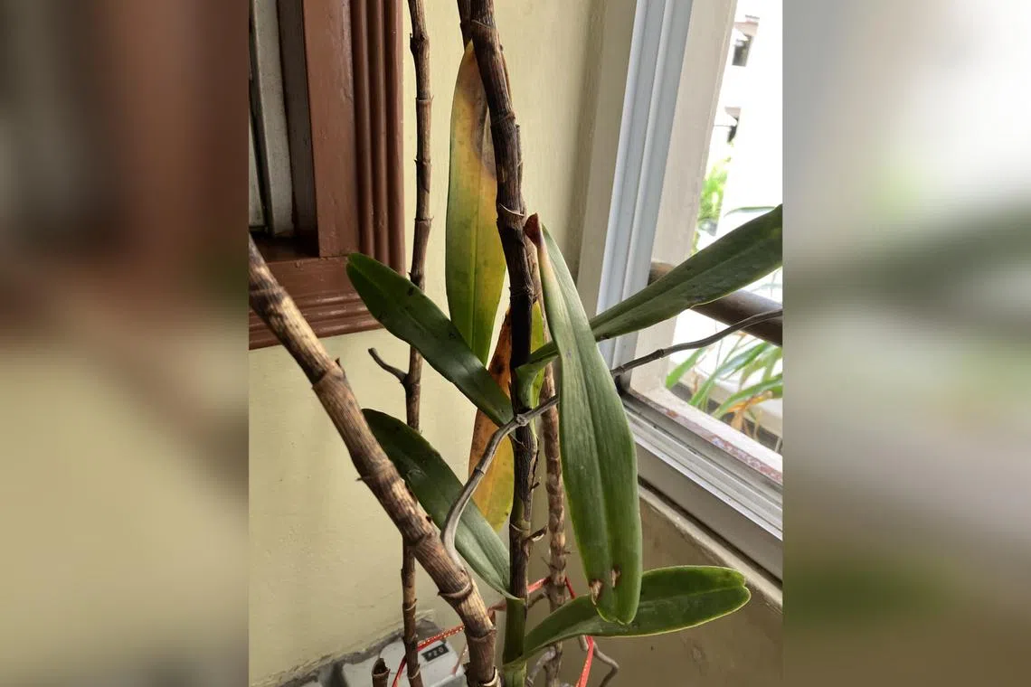 Save this orchid by moving it to a better growing location.