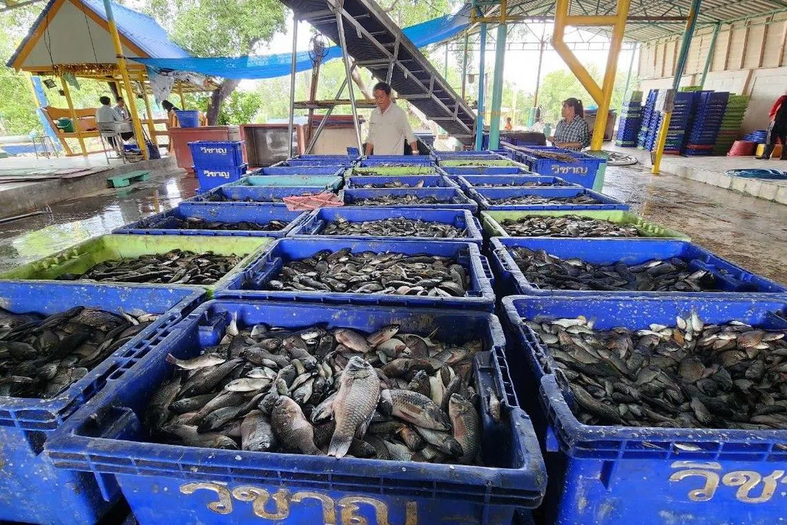 Small sellers, such as farmers and fishermen, can sell their catch at these points at 15 baht per kilogram with no quantity restrictions.