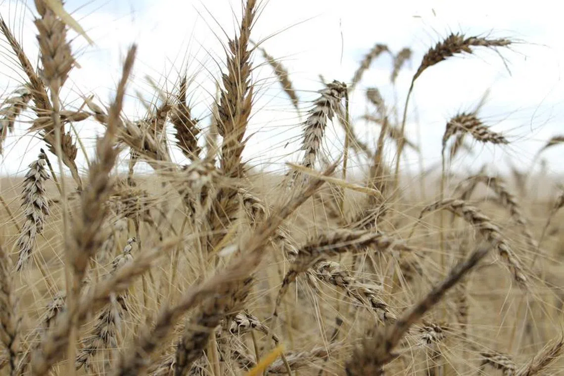 FILE PHOTO: The crop is seen in a wheat field ahead of annual harvest near Moree, Australia, October 27, 2020.  REUTERS/Jonathan Barrett/File Photo