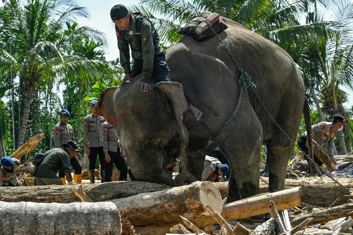 A Sumatran elephant Aceh on Dec 8, 2025. A decapitated Sumatran elephant carcass was found in Riau on Feb 2.