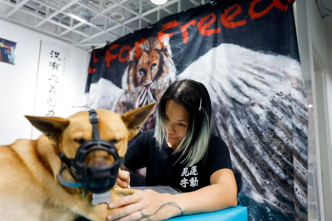 Elaine To works on her tablet at the Thai boxing gym she co runs with Fu Tong in Taipei, Taiwan May 24, 2025. REUTERS/Ann Wang