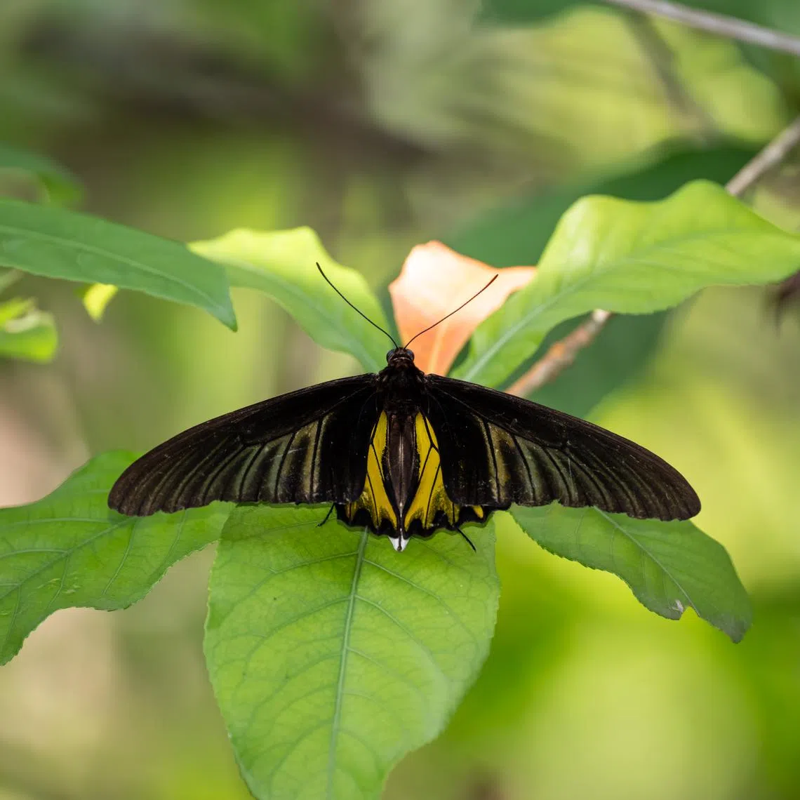 Tertiary student Low Jian Kai, who has been photographing butterflies for about four years, said he was very excited when he first saw the photo uploaded by Mr Fadzrun on iNaturalist.