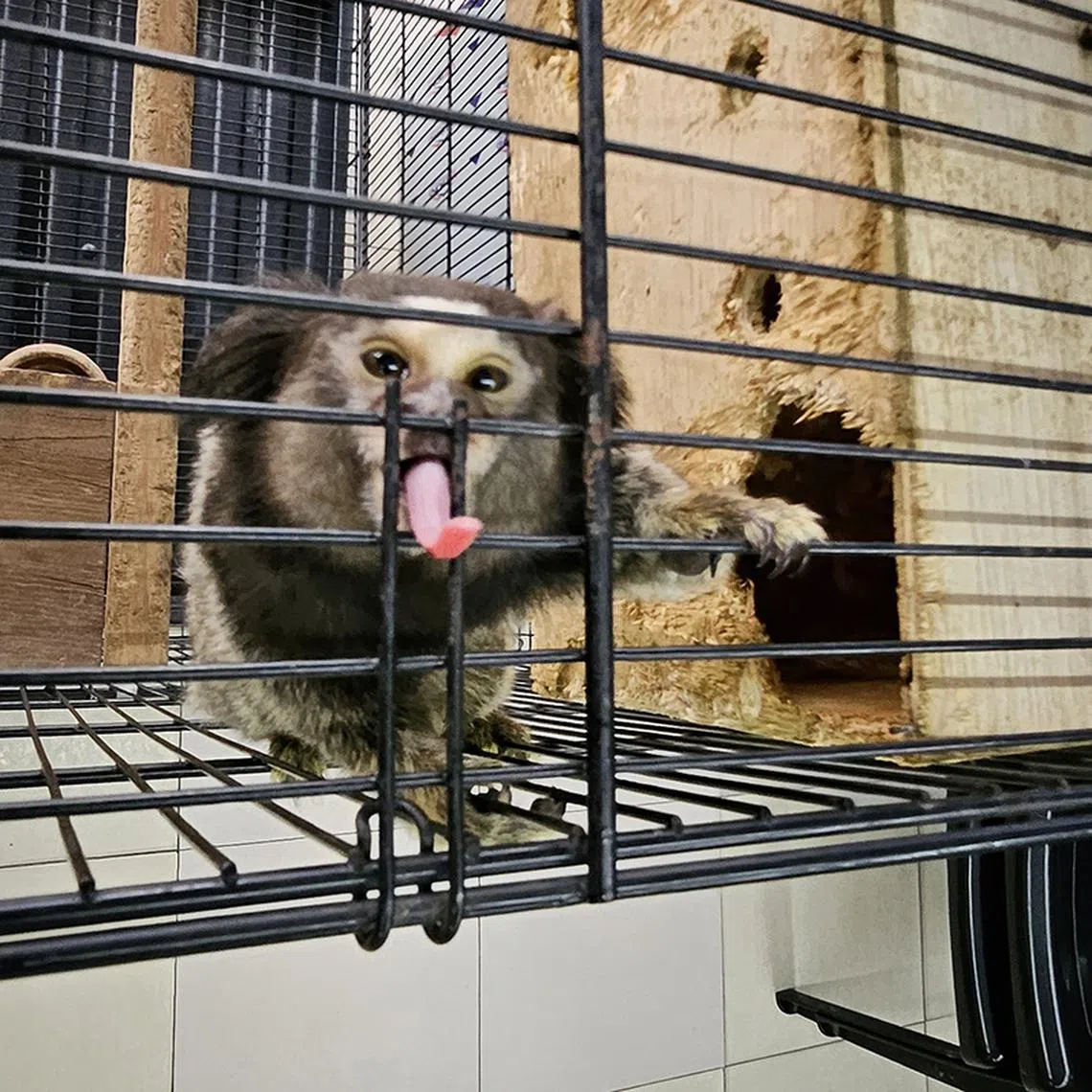 Exotic animals sold at various pet shops in Johor Bahru, Malaysia on Oct 12, 2023.