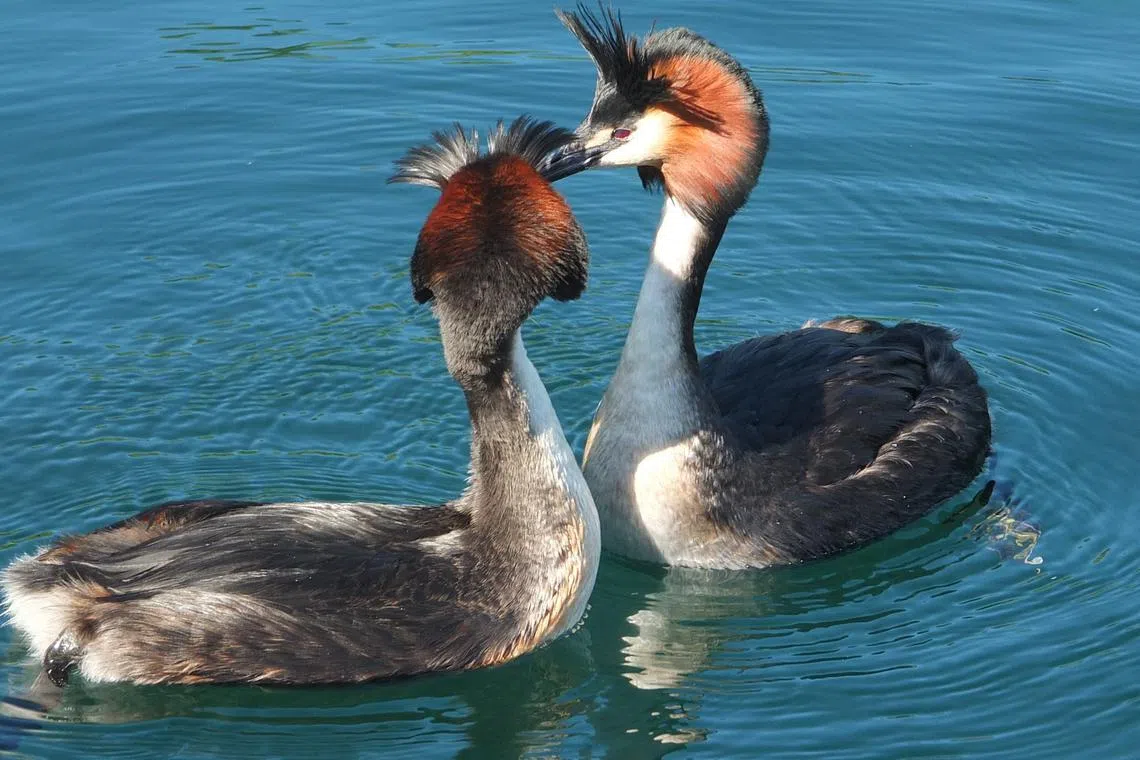 The species is found in both Australia and New Zealand. 