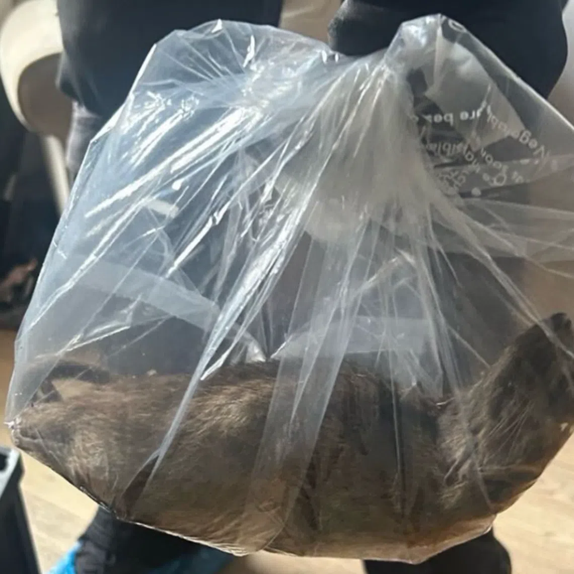 The rat caught in North Yorkshire was around 56cm long from nose to tail.