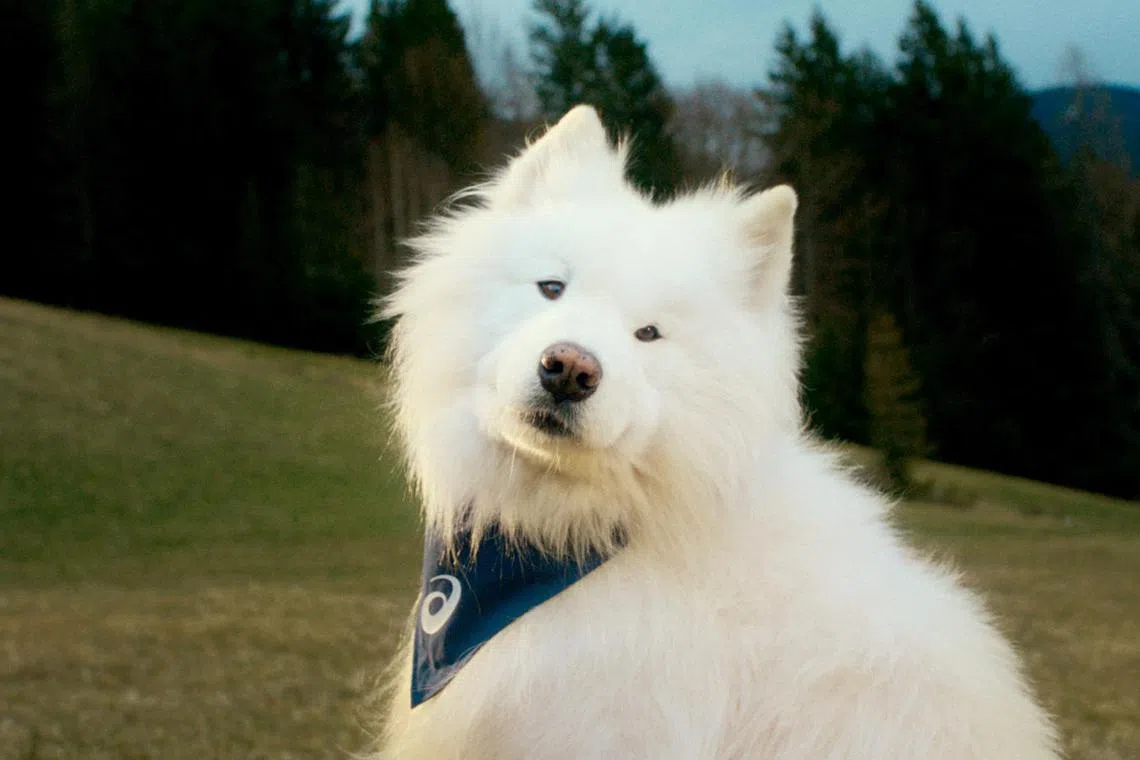 asics08 - Felix, a Samoyed with over 1.2 million Instagram followers, is sportswear brand Asics' newest ambassador.


Source / Copyright: ASICS