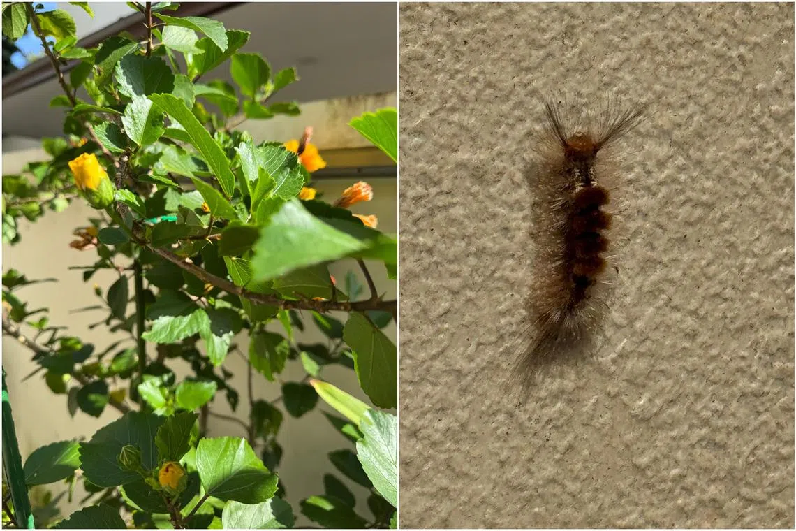 Remove the caterpillars using a pair of tweezers and discard them.