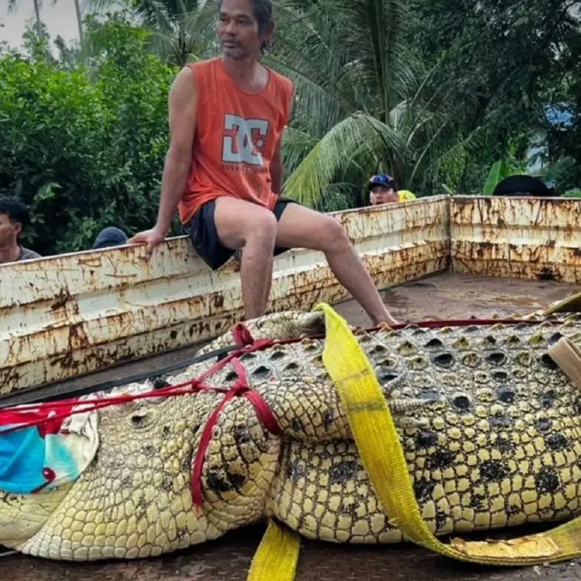 The crocodile, named Nuea Thong, is 27 years old.