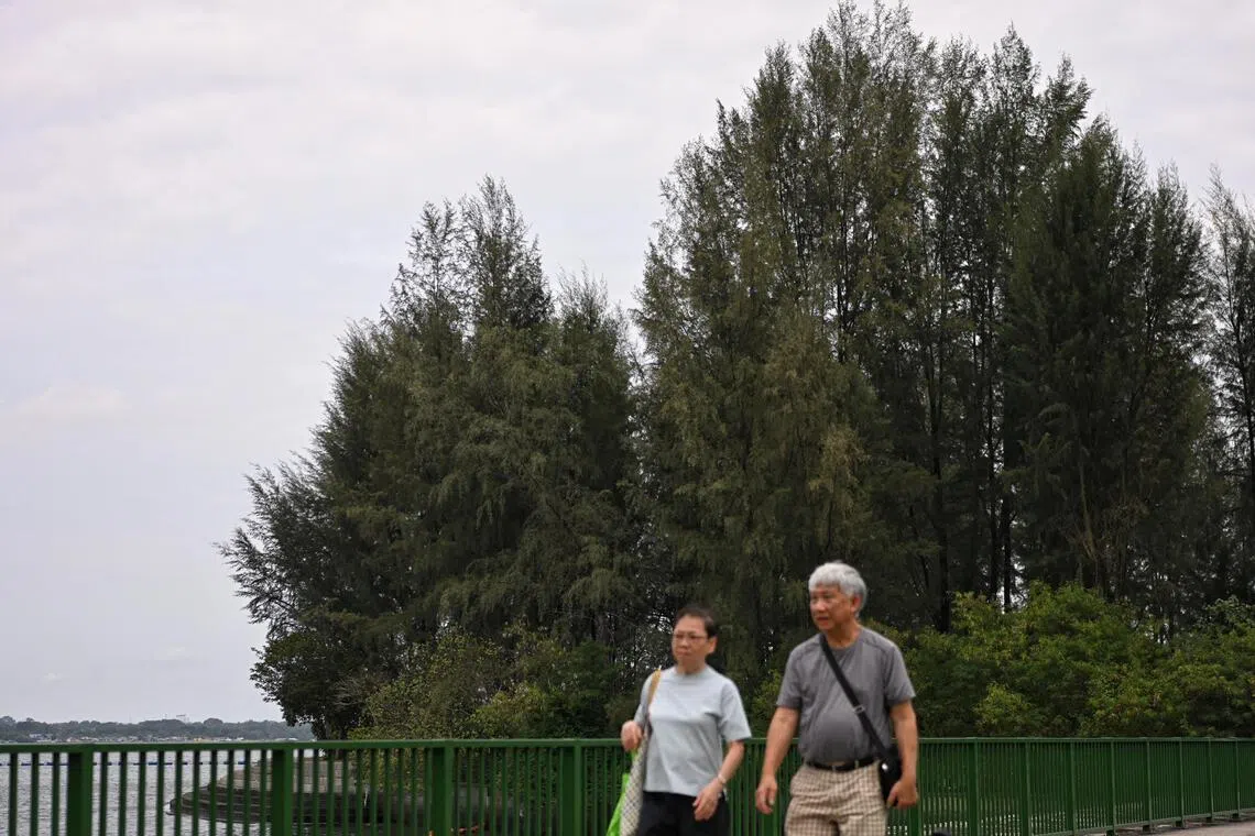 NParks replaces casuarina trees on Coney Island, but expert says move could improve biodiversity