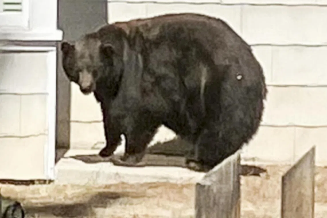 A photo provided by the California Department of Fish and Wildlife shows a female bear known as 64F, which turned out to be the most notorious of the bears known as Hank the Tank that were involved in property damage in Tahoe Keys.