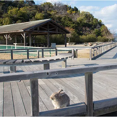 The tax would be used to fund measures to maintain the environment, including disposing of waste from feeding rabbits by tourists.