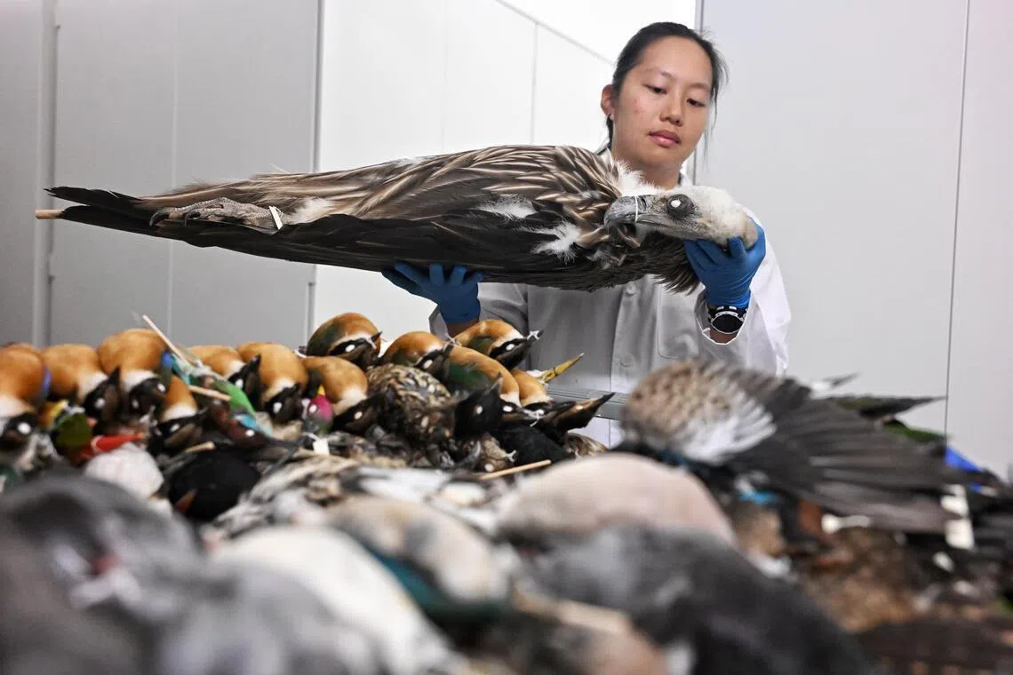 Dr Tan Yen Yi, assistant senior curator of birds at the Lee Kong Chian Natural History Museum, holding a Himalayan griffon vulture specimen collected during the recent migratory bird season between 2025 and 2026.