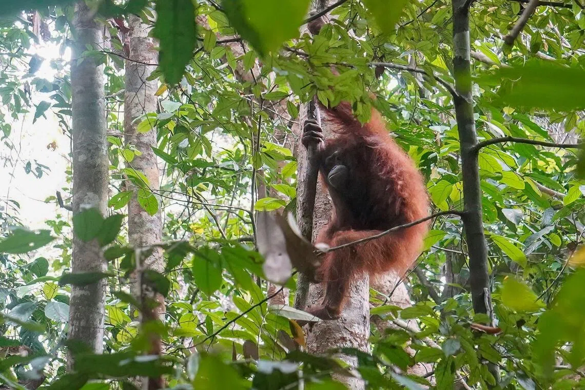 An orang utan rescued from burning forests in West Kalimantan province moves through the trees at its new home at the Batu Nyambu protected reserve.
