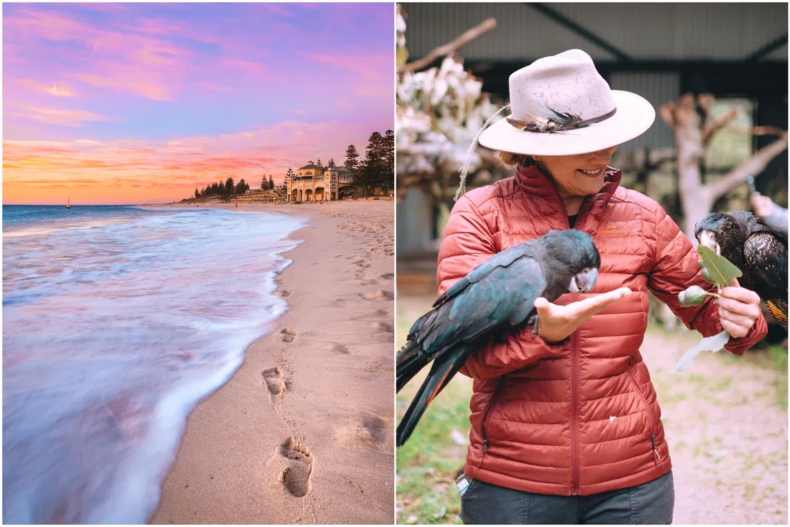 Lavender farms and wildlife trails: Best Perth attractions for a family holiday