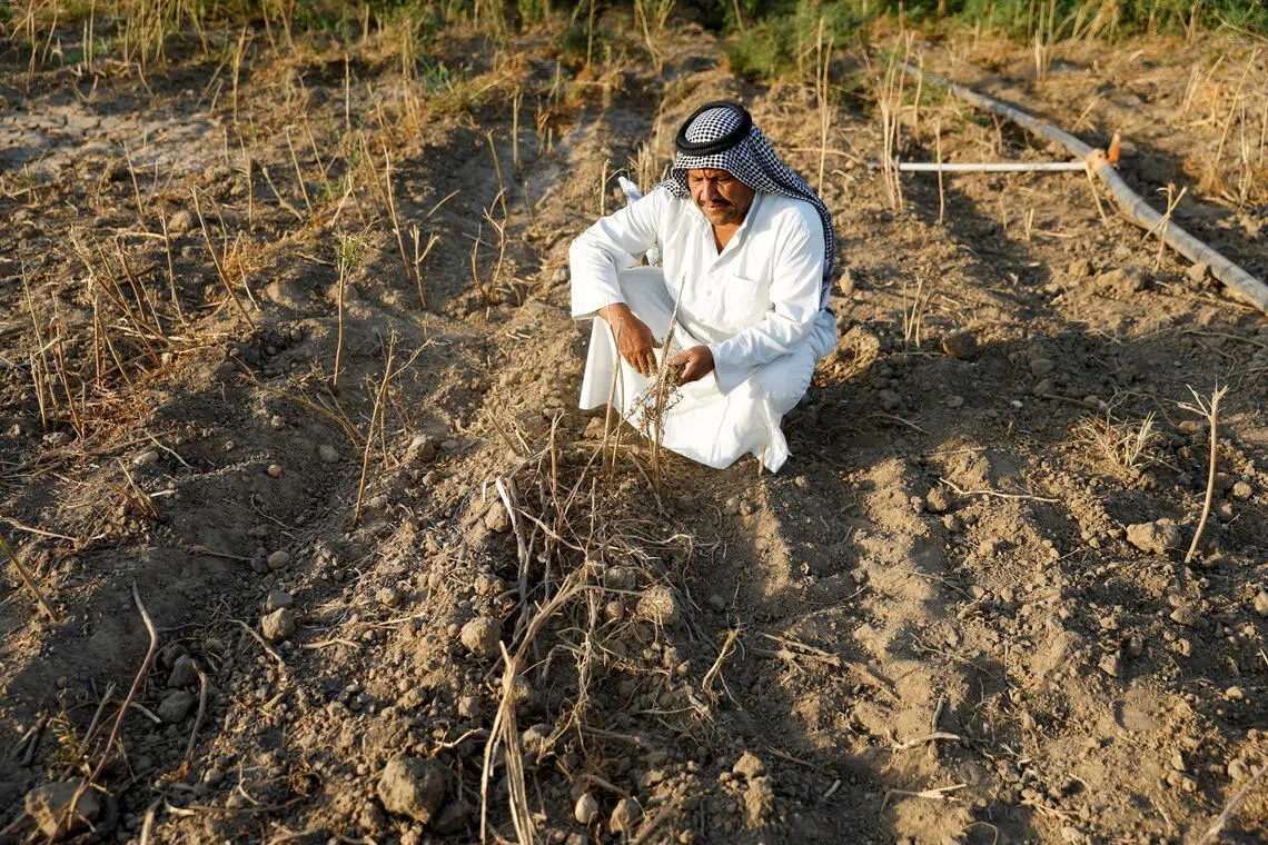 An Iraqi farmer looks at potato crops affected by a heatwave and environmental and climate changes, in Mosul, Iraq.