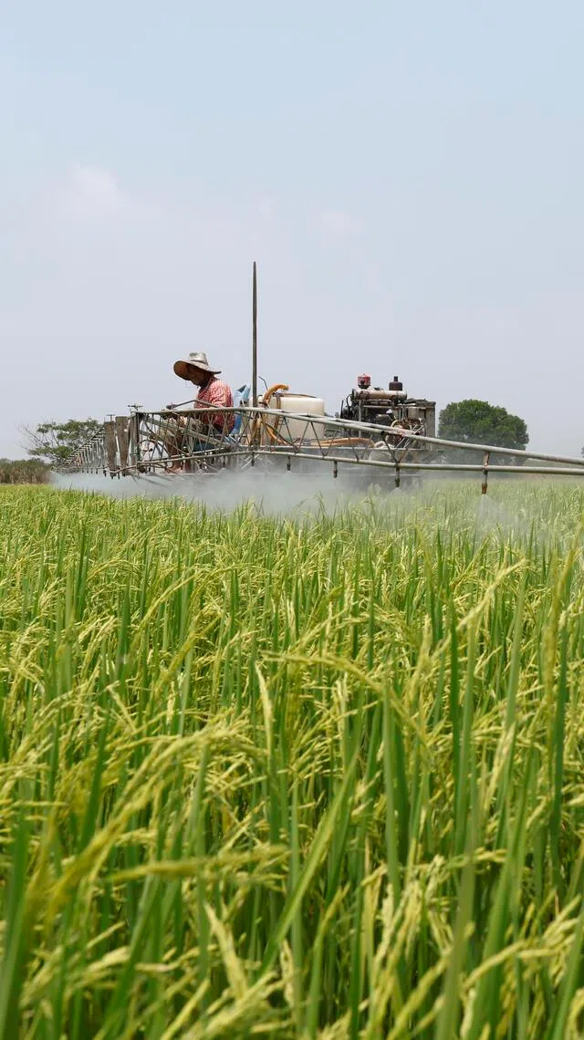 dfnino - EPA pix - epa12864357 Thai farmer, Prathip Phuangmala, farms with a boom sprayer at a paddy field in Ayutthaya province, Thailand, 01 April 2026. Thai farmers are struggling with shortages of diesel, fertilizer, and insecticides, alongside rising production costs, which threaten their crops amid the ongoing global fuel price surge worsened by the US-Israel war on Iran. Disrupted oil imports from the Middle East have caused an energy crisis and fuel scarcity in Thailand, impacting agricultural production and transportation, and severely affecting farmers� operations and livelihoods. The World Trade Organization (WTO) has warned that the Middle East conflict could trigger a global fertilizer crisis and threaten worldwide food security due to scarcity and rising prices.  EPA/RUNGROJ YONGRIT
