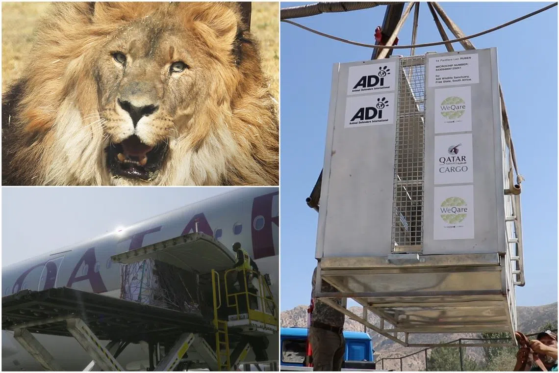Qatar Airways Cargo had offered to fly the lion on an aircraft that has a hold door big enough for a lion crate.