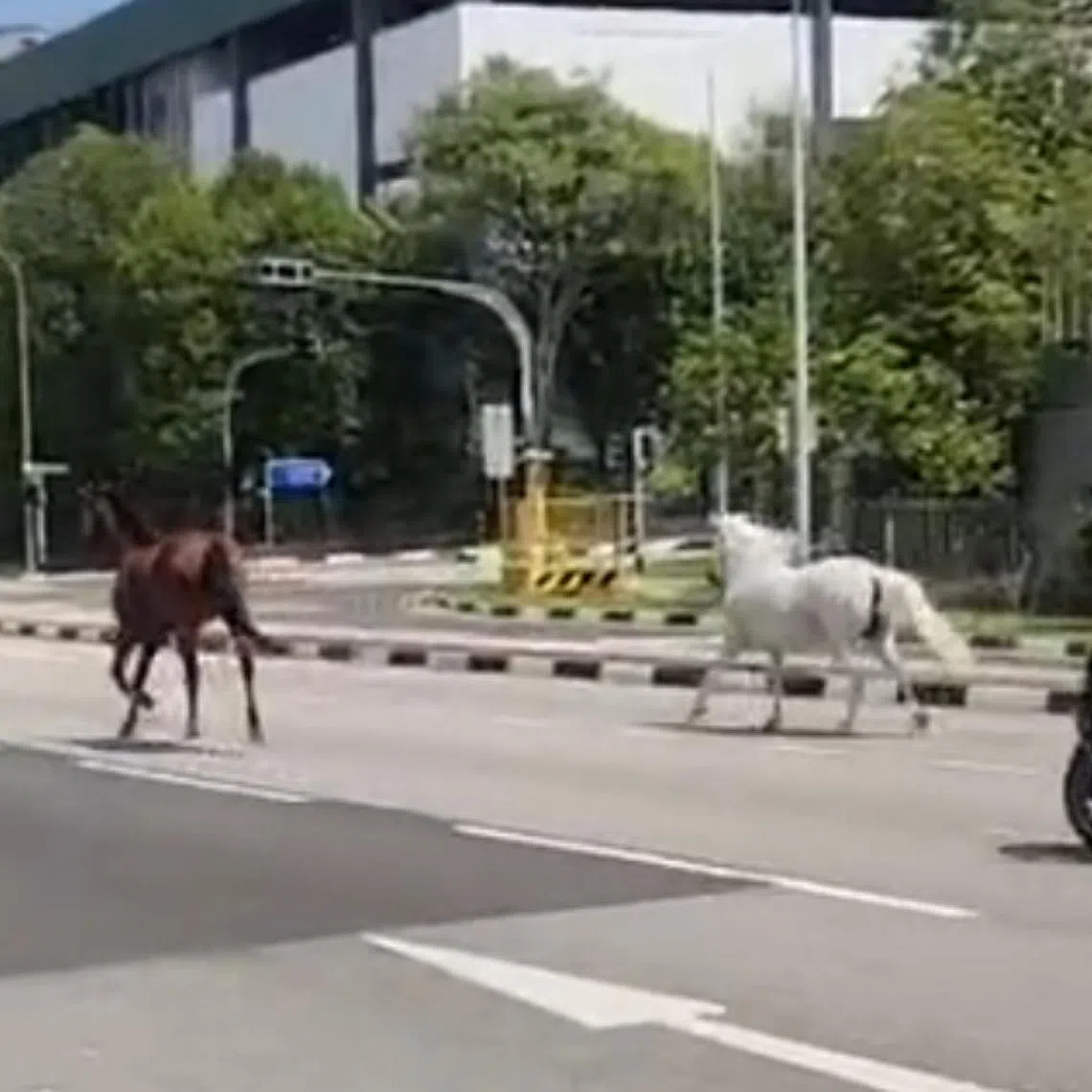In video footage of the horses, a bay-coloured horse and a white horse can be seen trotting down the road near Pasir Ris Drive 3.
