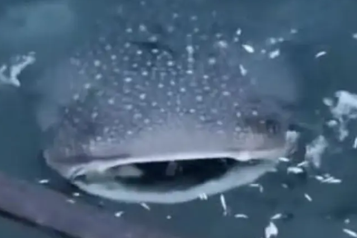 A whale shark was spotted off Bongawan in Sabah.