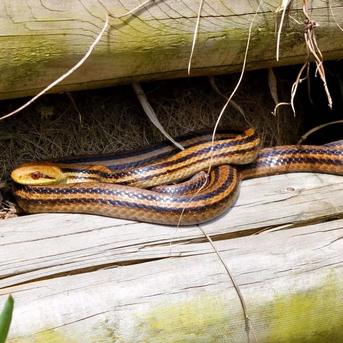 The snake was identified by an expert as a juvenile Japanese striped snake.