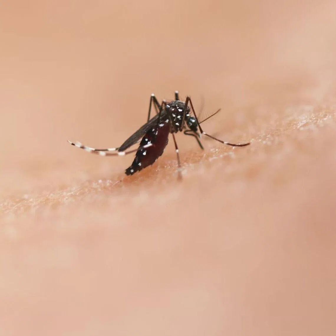 A range of sensory cues, such as smell, body heat and carbon dioxide, can cause mosquitoes to sting one human over another.