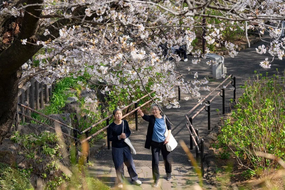 Japan’s cherry blossom season dazzles locals and tourists