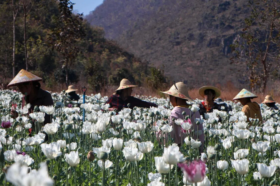 Myanmar produced 995 tonnes of opium in 2024, according to the UN’s Office on Drugs and Crime (UNODC).