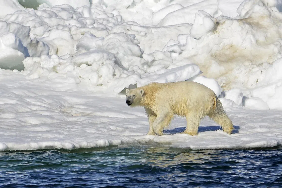 A polar bear killed a woman and a boy in a remote village in western Alaska, on Jan17, 2023. 