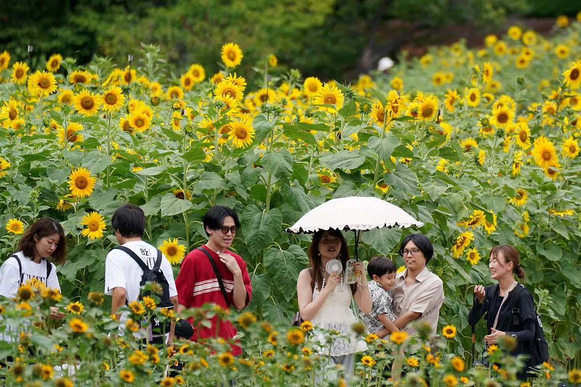 Visitors looking at a field with 40,000 blooming sunflowers at Tokyo's seaside park on Aug 13, 2025. 