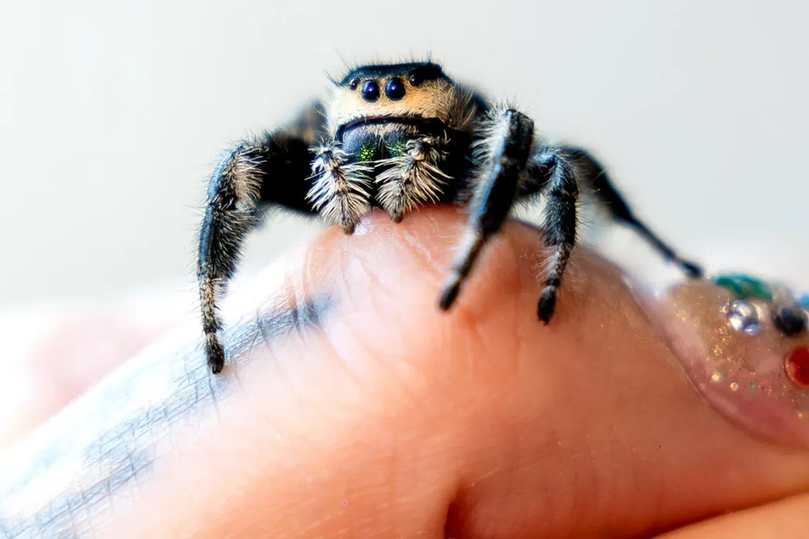 These teeny tiny spiders are social media stars