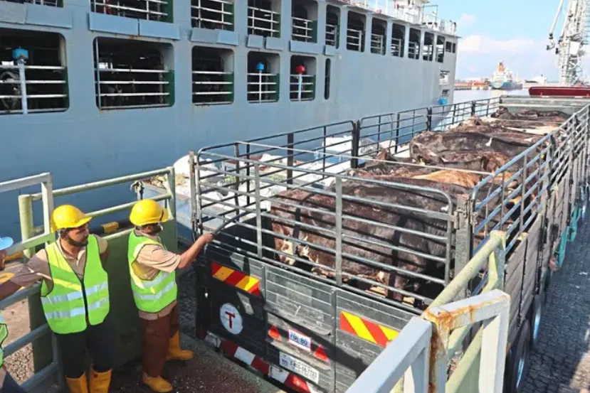 Some 1,000 cows have been imported from Australia to Johor as part of the state government’s bid to expand its dairy industry. 