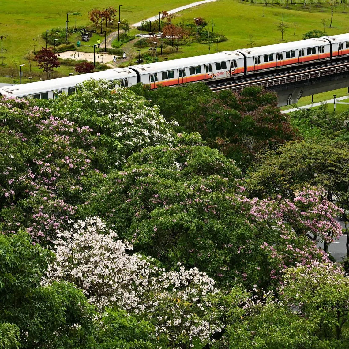 Some flowers decorated the streets of Singapore after heavy rain brought relief to the dry weather here.